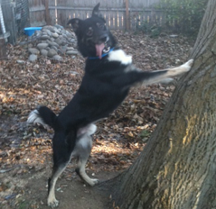 dan-erickson-lessons-from-dog Dan Erickson - Lessons from a Dog