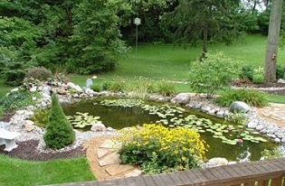 koi-business-growth Business Leadership Lesson from Koi - Matt McWilliams Pond