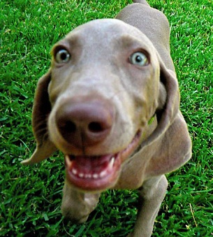 weimaraner weimaraner