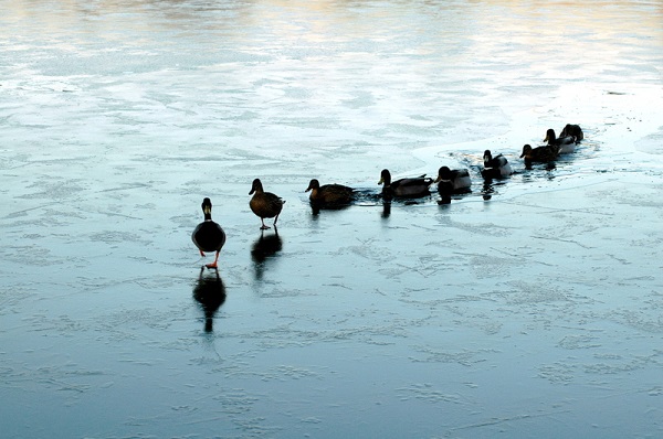 Duck leader How to be a leader - Ducks