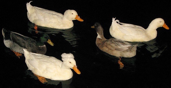 Reluctant Leader Duck