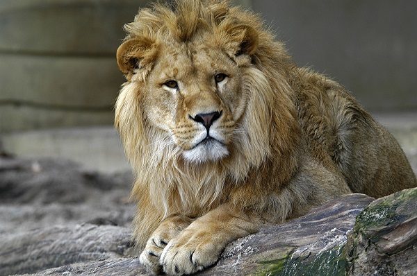 Lion at the Zoo