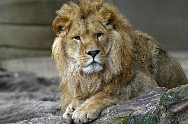 lion-zoo Lion at the Zoo
