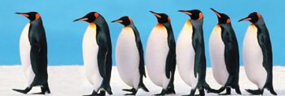 This Penguin is not a natural leader - he chose to b